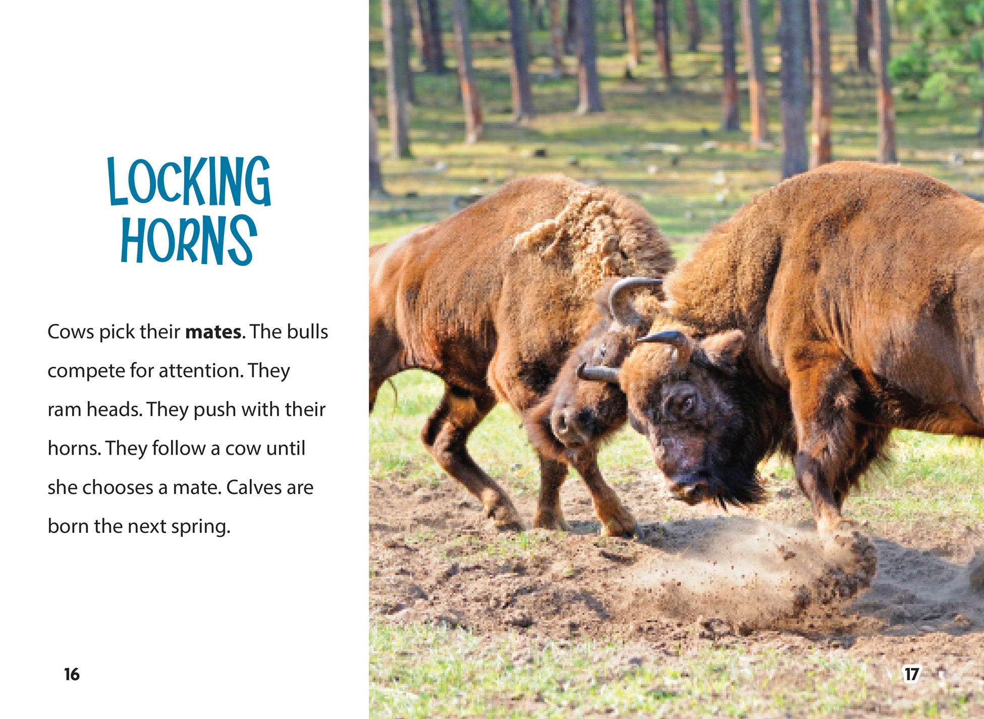 Premium American Bison Meat - Grass-Fed, Organic & Lean - Perfect for Grilling, Stews & Healthy Meals