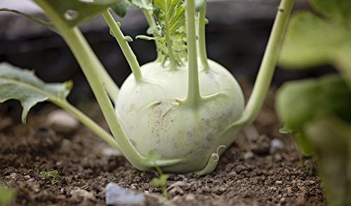 Fresh Kohlrabi Healthy Garden Vegetables - 20x30 Inch Laminated Educational Poster with Vibrant Colors & Detailed Imagery - Perfect for Kitchen Decor, Classroom Learning & Vegetable Identification