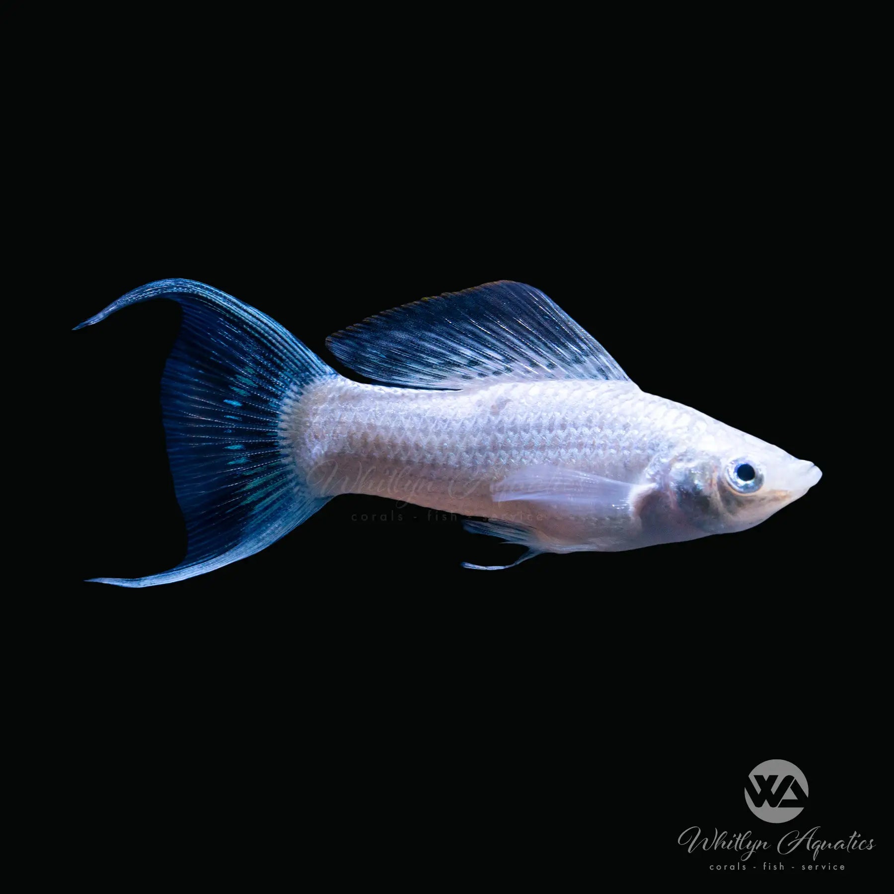 Silver Sailfin Molly Fish (Poecilia latipinna) - Live Tropical Aquarium Fish for Freshwater Tanks & Community Aquariums