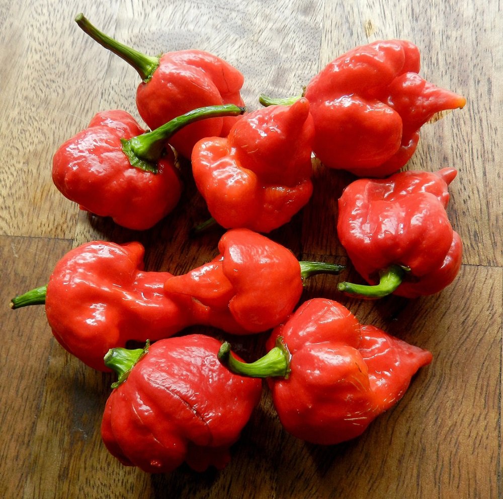 Trinidad Scorpion Pepper Plant - Extremely Hot Ghost Chili - 2.5