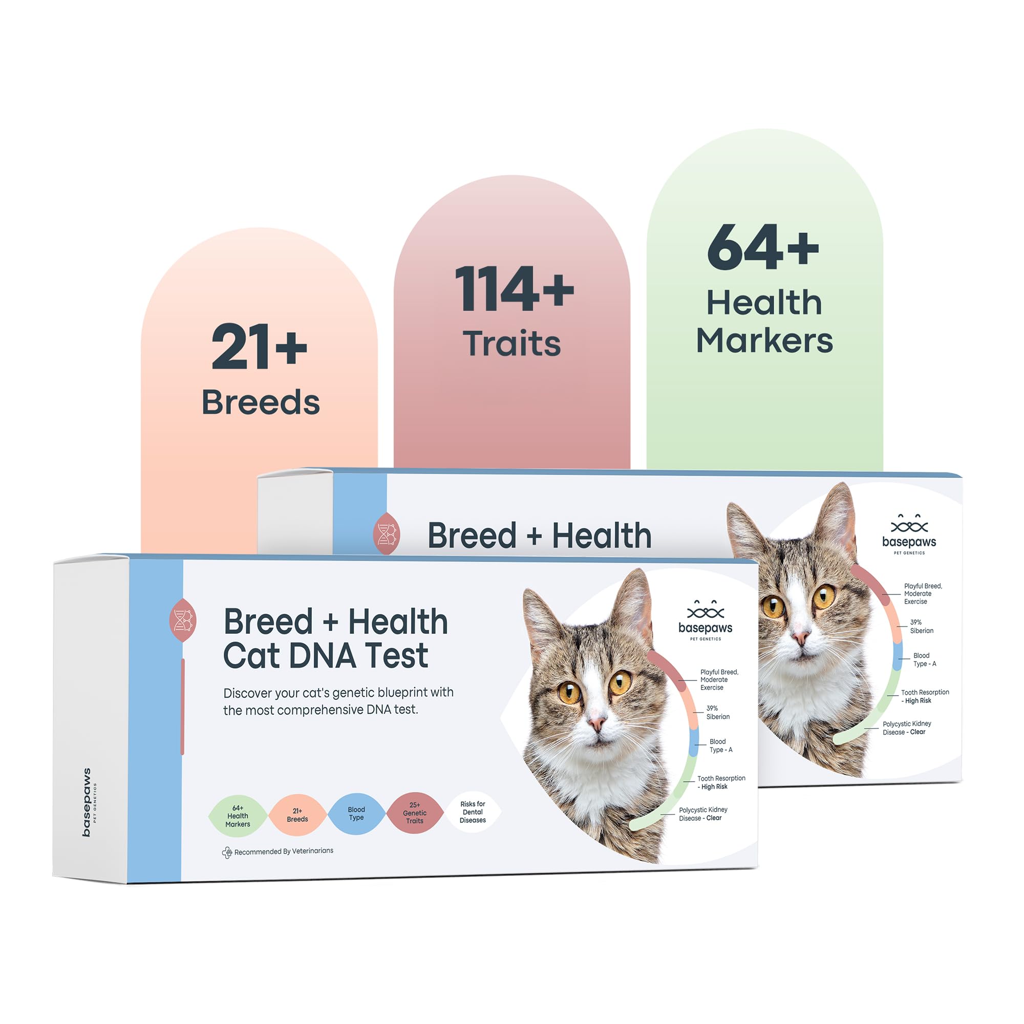 Basepaws Cat DNA Test Kit 2 Pack - Comprehensive Breed, Health & Dental Analysis for 114 Traits | Accurate Genetic Testing for Feline Ancestry & Wellness | Perfect for Multi-Cat Households & Veterinary Checkups