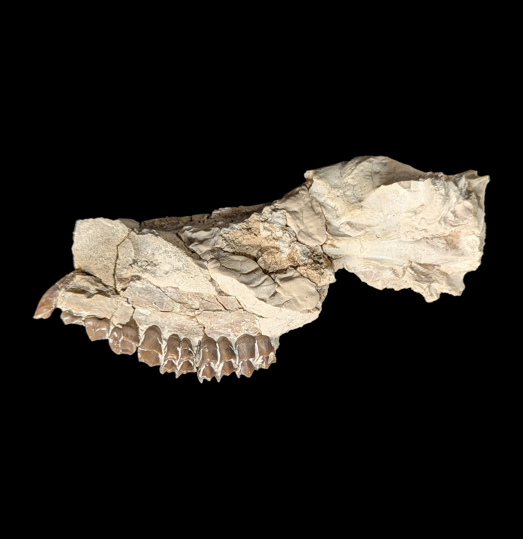 Authentic Merycoidodon Fossil Skull Specimen - Rare Prehistoric Oreodont Skull for Collectors & Paleontology Enthusiasts - Perfect for Museum Displays, Educational Projects & Home Decor