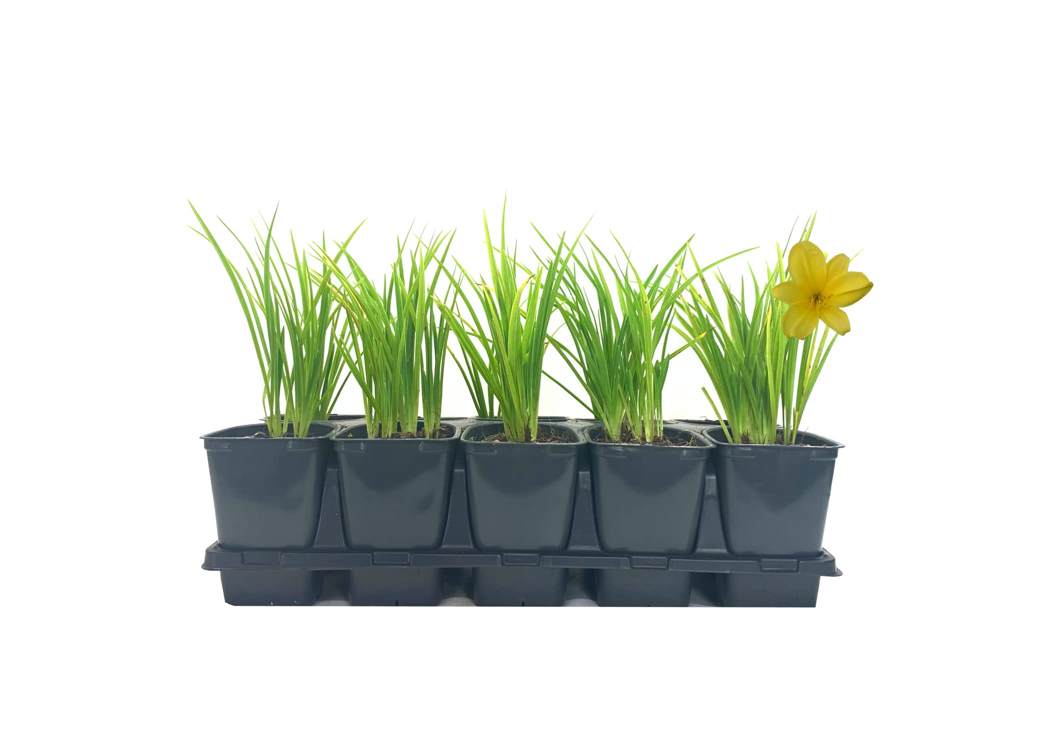 Daylily Yangtze | 10 Live 4 Inch Pots | Hemerocallis Plants | Beautiful Low Maintenance Perennial Flowers for Garden Borders, Landscaping & Ground Cover