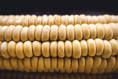 Fresh Sweet Corn Cob Plant Raw - 20x30 Inch Laminated Poster with Vibrant Colors & Detailed Imagery | Perfect for Kitchen Decor, Farmhouse Style, or Educational Classroom Display