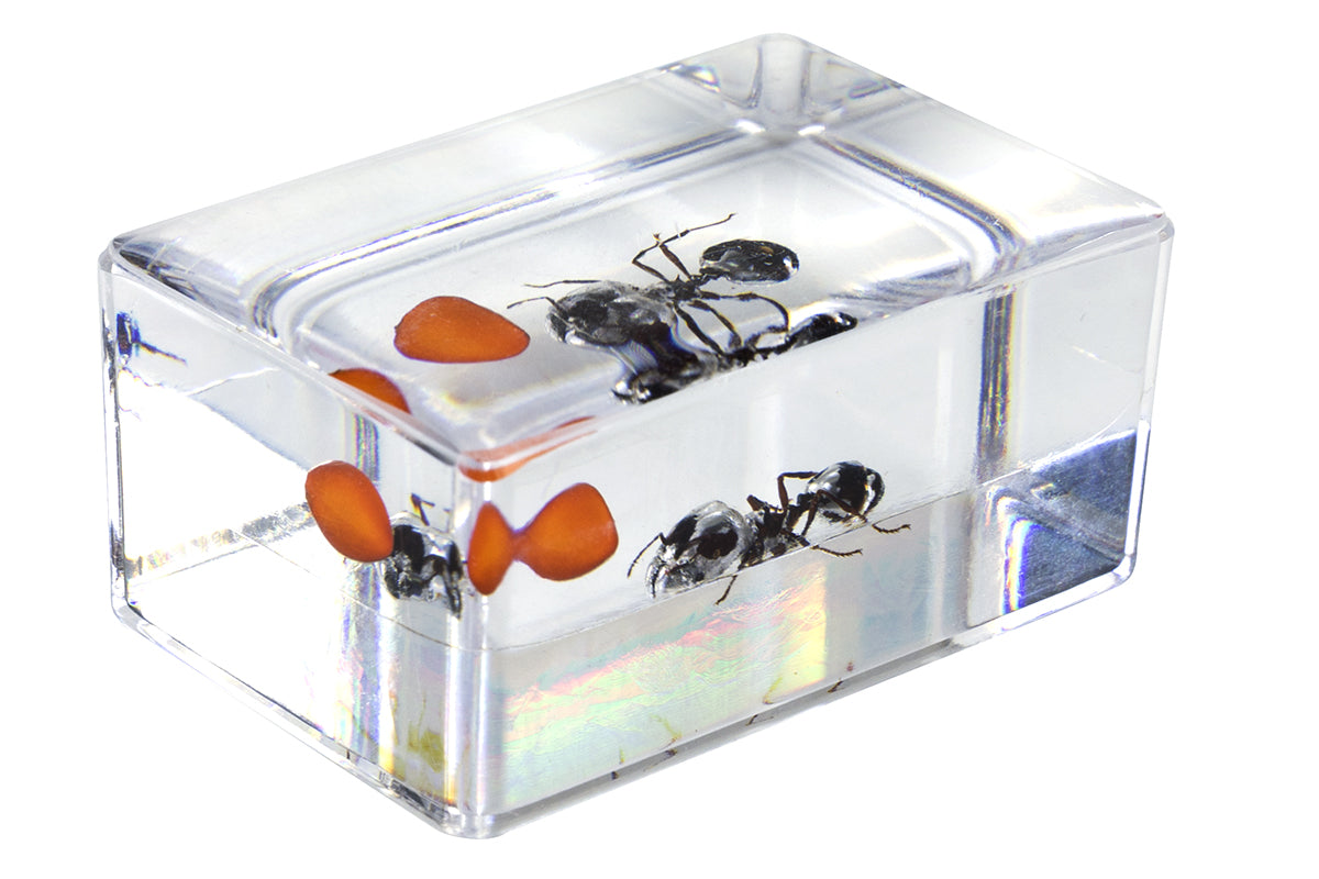 3D Bug Specimen Kit #5 - Realistic Insect Models for Science Education & Home Decor | Perfect for Classroom, Kids Learning & Nature Enthusiasts