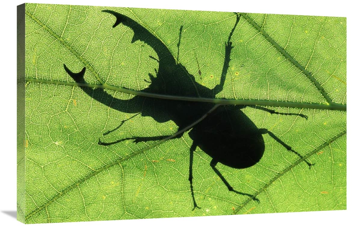 Global Gallery Stag Beetle Silhouette Canvas Art - 36x24 Inches - European Wildlife Wall Decor for Living Room, Bedroom & Office