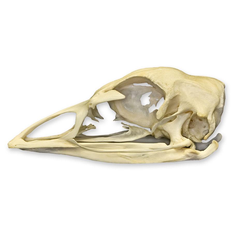 Real Domestic Turkey Skull - Authentic Animal Specimen for Taxidermy, Science Education & Oddity Collectors | Perfect for Halloween Decor, Biology Classrooms & Gothic Home Decor