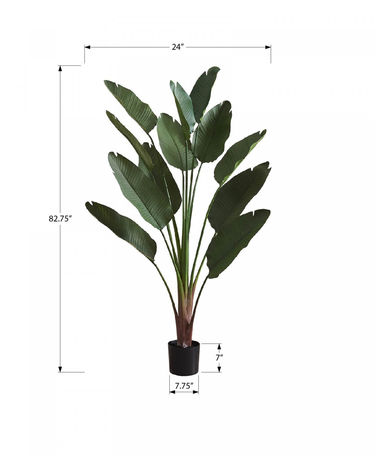 83 Bird of Paradise Plant with 8