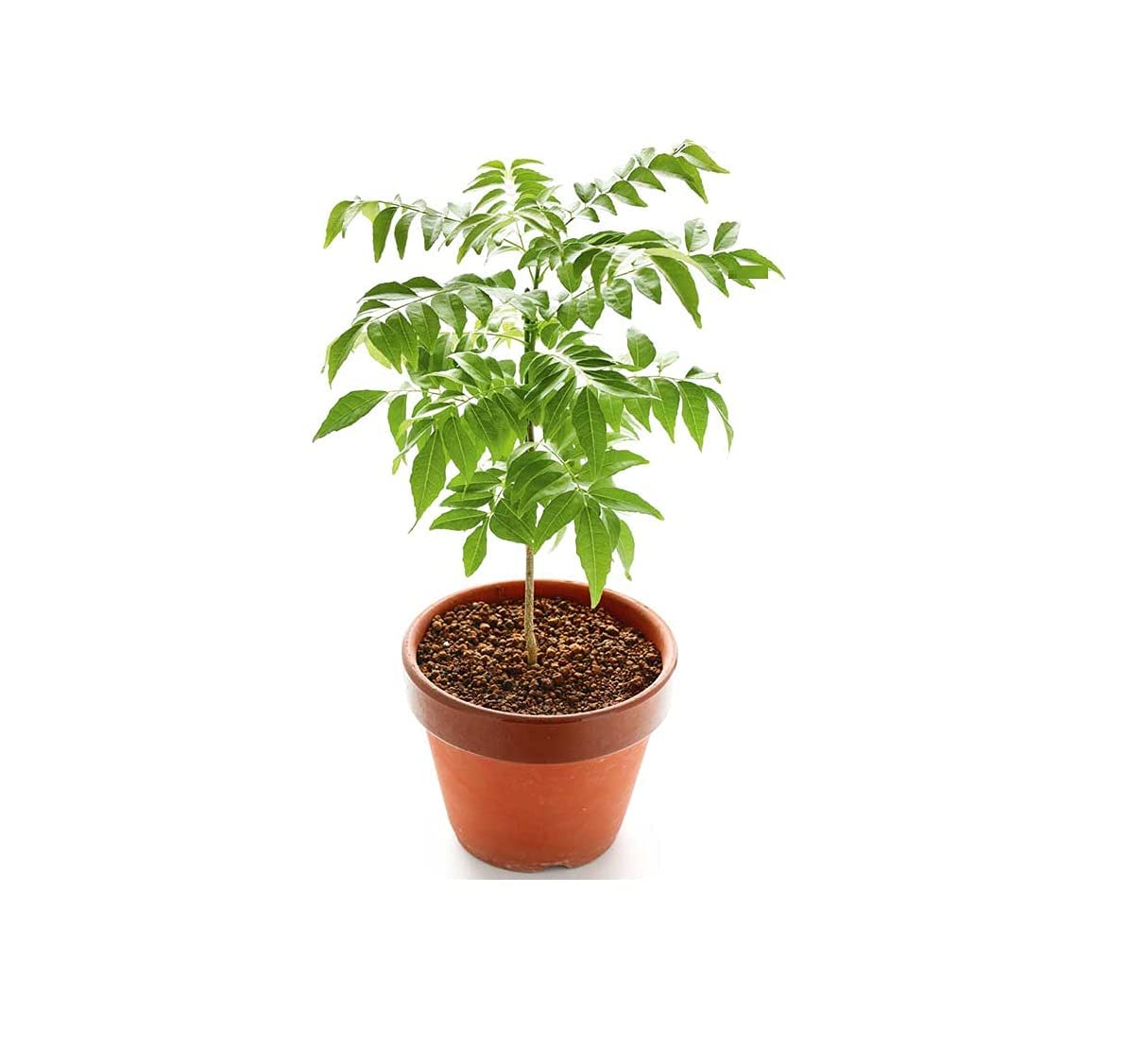 Live Kadi Patta Plant (Murraya Koenigii) – Fresh Curry Leaves, Meethi Neem, Sweet Neem – Organic Live Herb for Cooking, Ayurvedic Remedies & Home Gardening