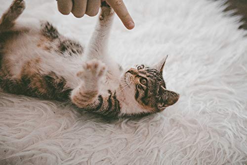 1000 Piece Jigsaw Puzzle for Adults - Cute Cat Playing Scene, Educational Brain Teaser & Stress Relief Toy, Fun Family Game Night Activity | Perfect for Home Decor, Relaxation & Cognitive Training
