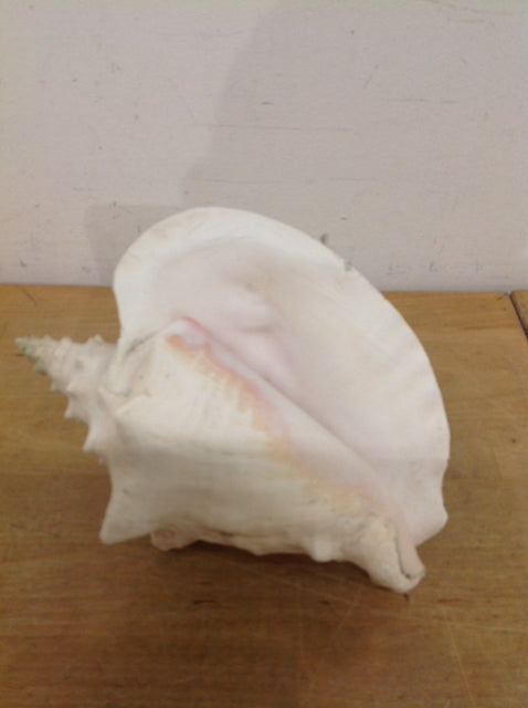 Natural 8 Conch Shells for Beach Decor, Wedding Centerpieces, and DIY Crafts – Perfect for Coastal Home Decor, Aquarium Accents, and Nautical-Themed Events