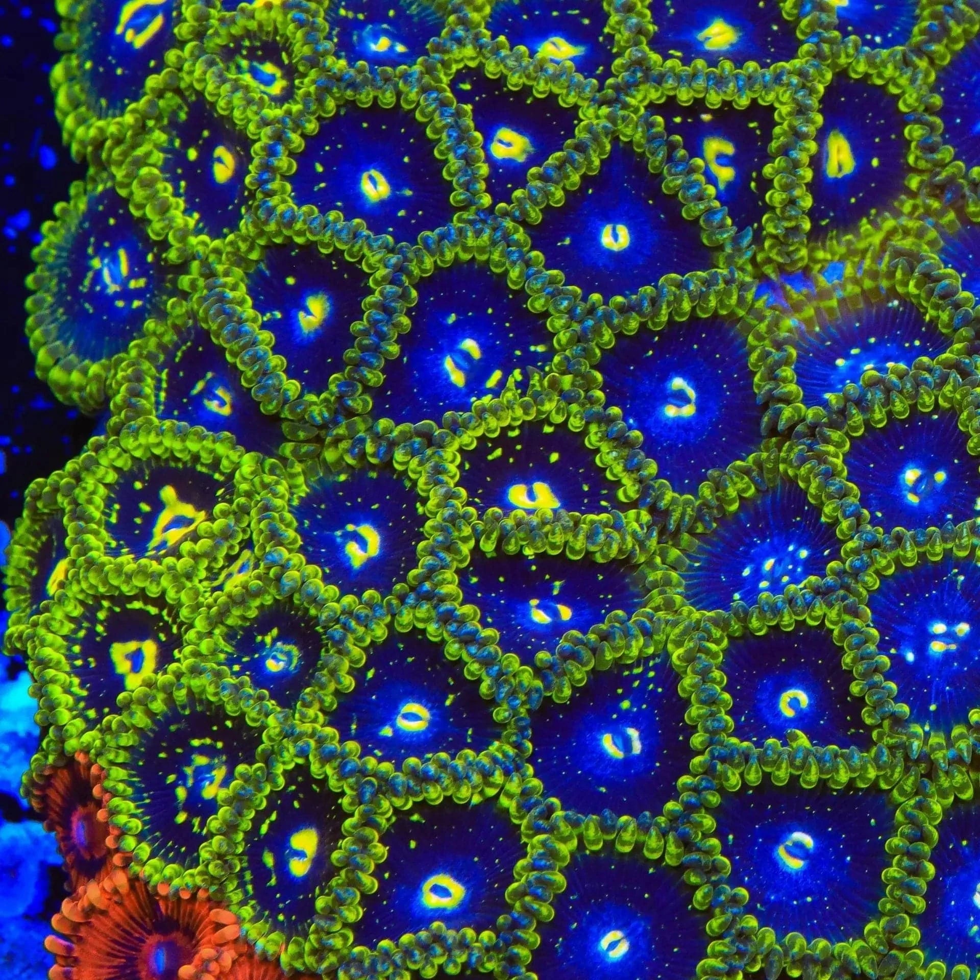 Exosphere Zoanthids Coral for Saltwater Aquariums - Vibrant Live Coral for Reef Tanks & Marine Aquascaping