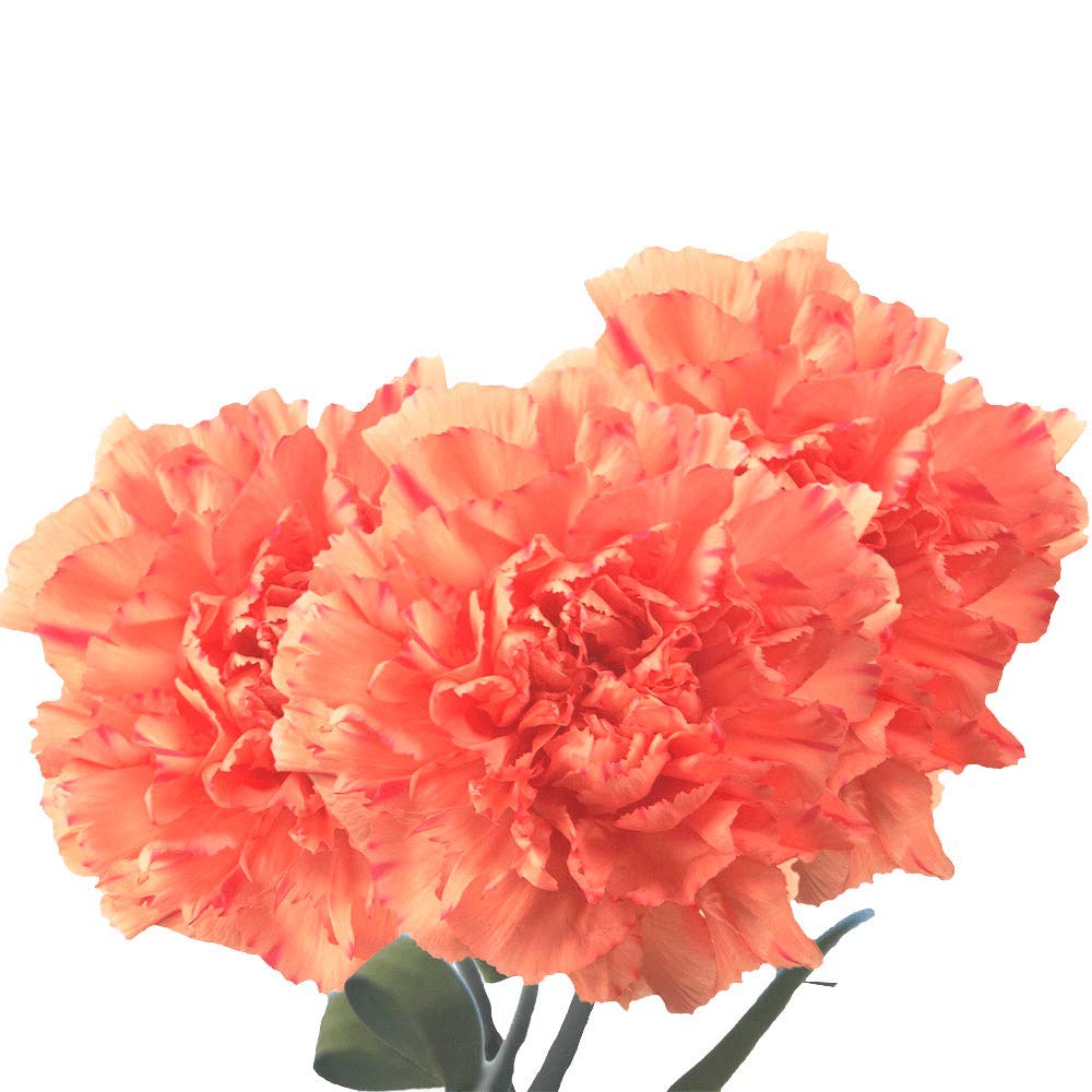 400 Fresh Cut Orange Carnations - Bulk Flowers for Mother's Day, Valentine's Day, Christmas, Anniversary, Birthday & Special Events - Long-Lasting Fresh Cut Stems for Bouquets, Centerpieces & Floral Arrangements