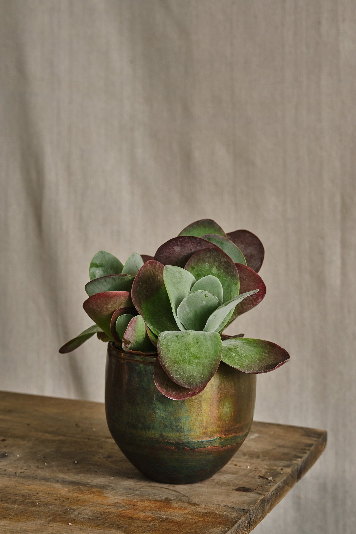 Kalanchoe Thyrsiflora - Paddle Plant, Flapjack Succulent for Home & Garden Decor | Perfect for Indoor Pots, Office Desks, and Drought-Tolerant Landscaping