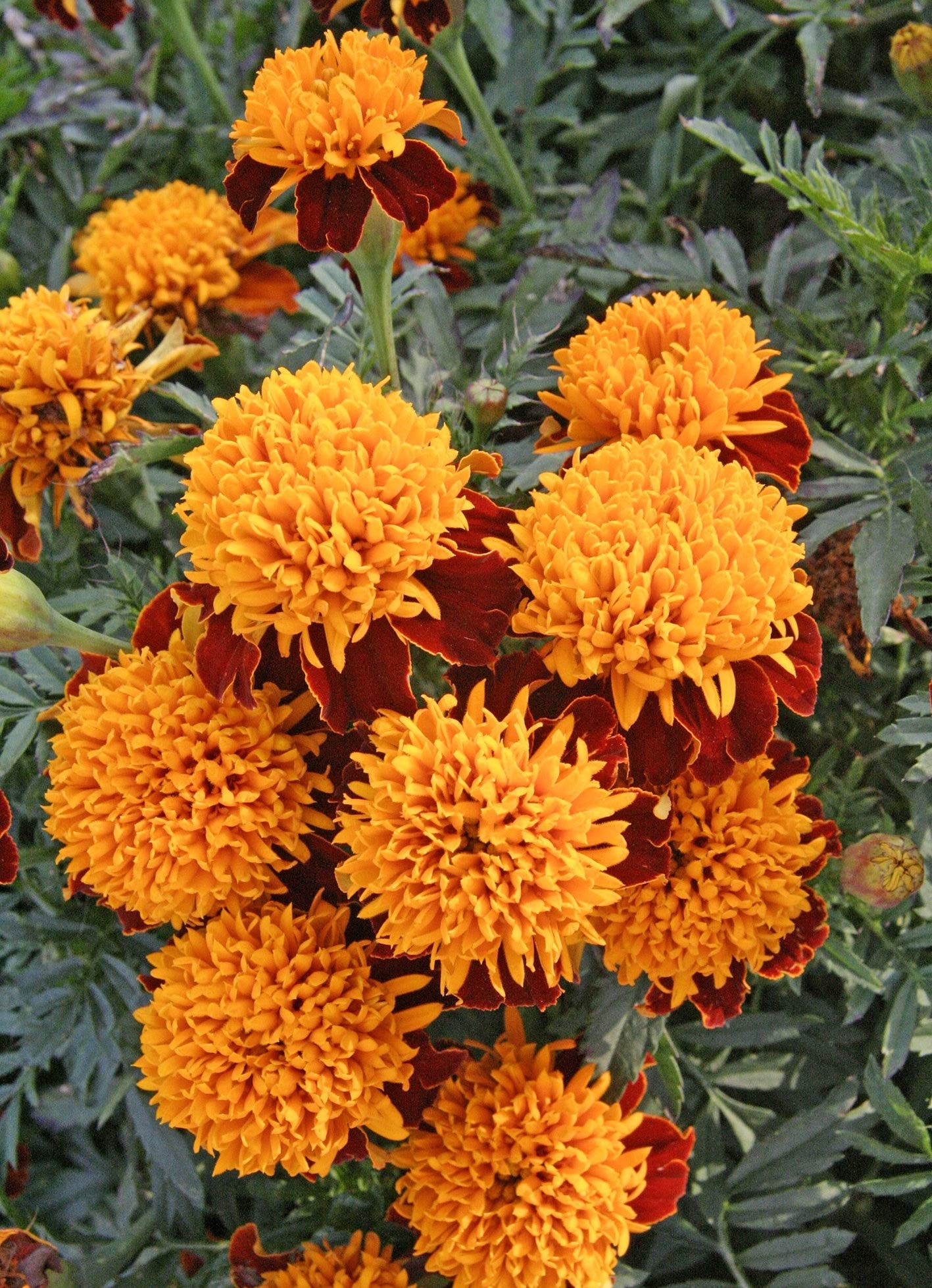 Marigold Spray Petite Annual Flower Seeds - Pack of 250 Seeds for Home Gardening, Landscaping & Outdoor Decor