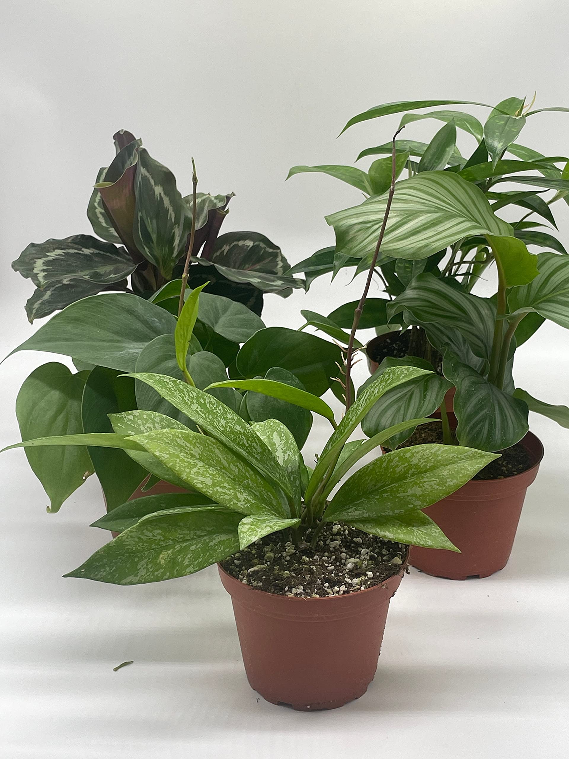 BubbleBlooms Premium Indoor Foliage Assortment - 5 Different Leafy House Plants in 4 Inch Pots for Home Decor, Office Plants & Air Purification