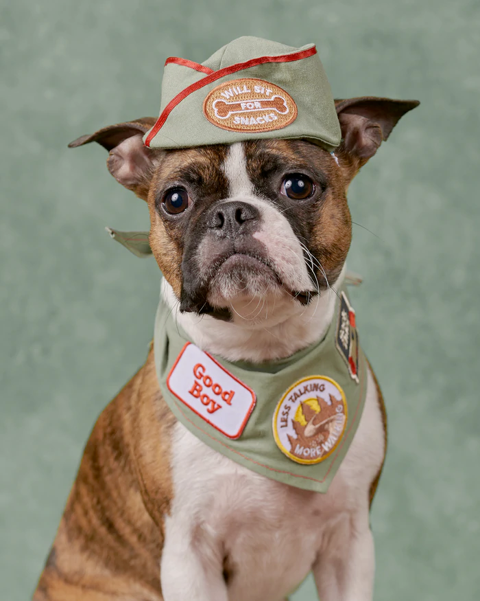 Dog Merit Badges - Reward Training Badges for Dogs | Motivational Walking & Obedience Training Accessories | Perfect for Dog Walks, Training Sessions & Pet Activities