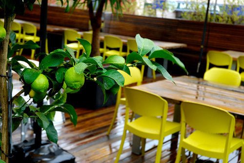 Green Strass Stackable Armchair - Modern Space-Saving Dining Chair for Home, Office & Outdoor Use