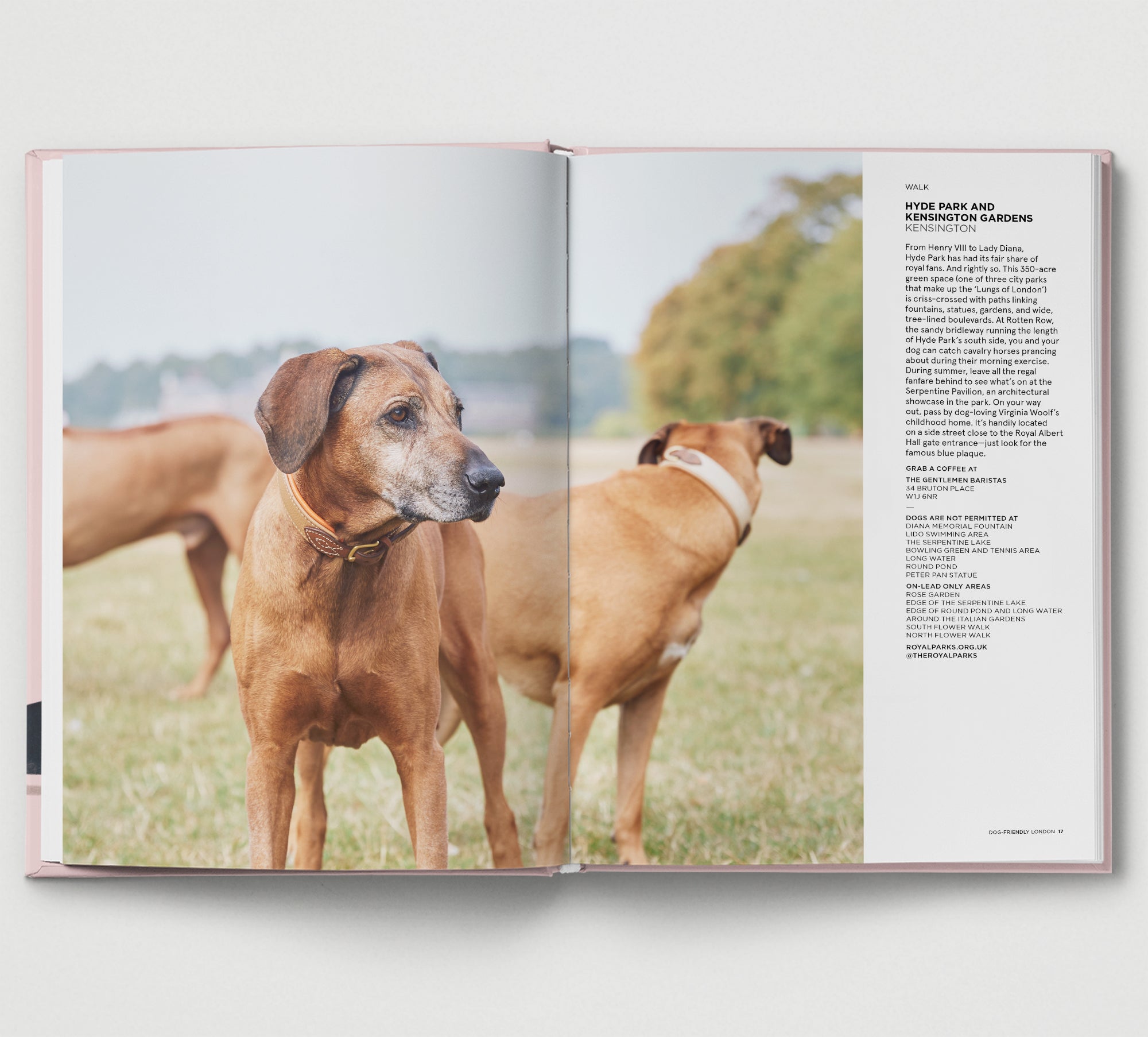 Dog Friendly Bundle - Save 20% on Essential Pet Supplies for Daily Care & Outdoor Adventures