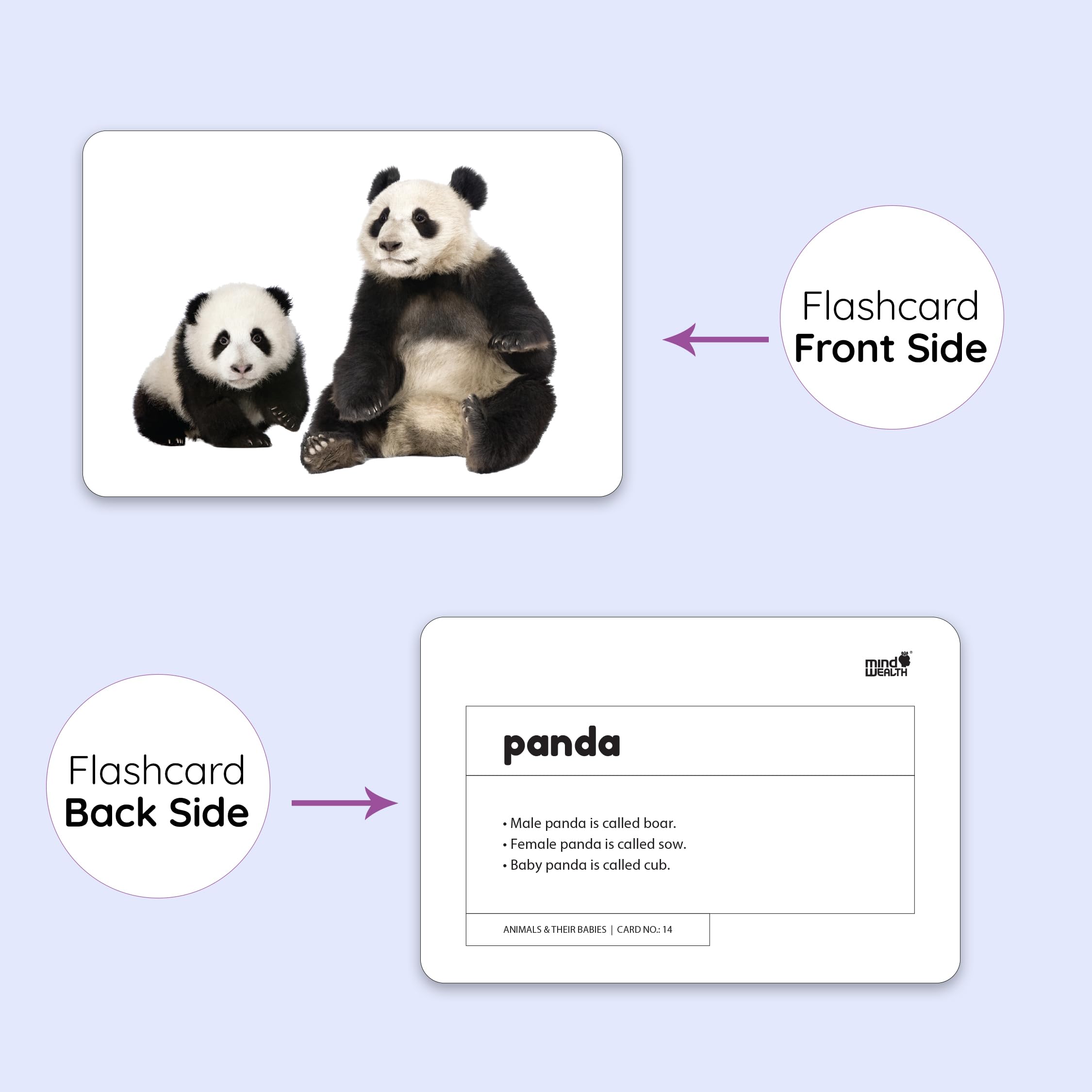 Hungry Brain Toddler Flash Cards - 24 Double-Sided A5 Animal & Baby Animal Learning Cards for Preschool Education (3 Months to 6 Years) | Perfect for Early Childhood Development, Homeschooling & Montessori Activities
