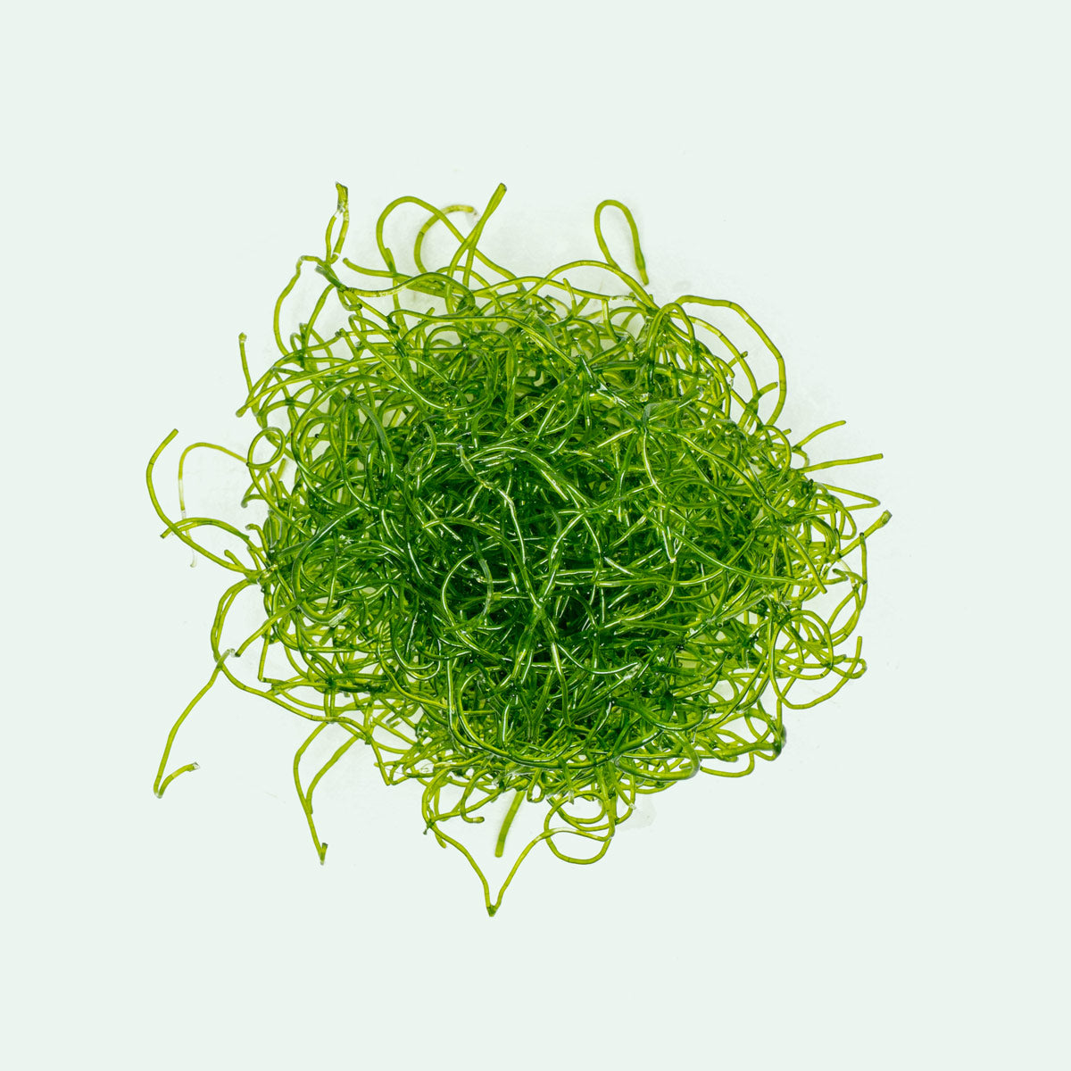 Premium Chaetomorpha Macro Algae for Saltwater Aquariums - Natural Nitrate & Phosphate Remover - Perfect for Reef Tanks, Refugiums & Marine Ecosystems (10g Live Portion) - Ideal for Coral Growth & Water Filtration