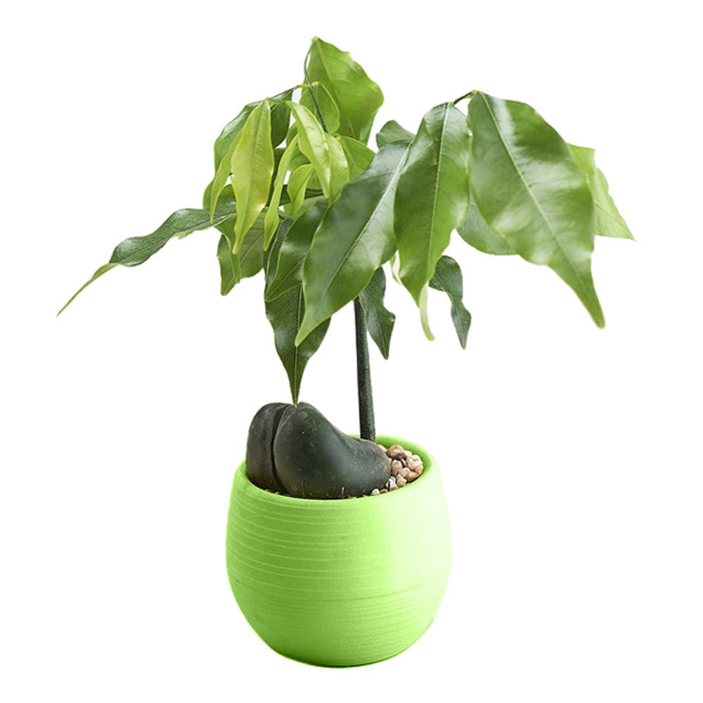 Colorful Mini Round Plastic Flower Pots for Plants - Small White Planter with Green Accents - Perfect for Home, Office, and Indoor Decor (One Size)