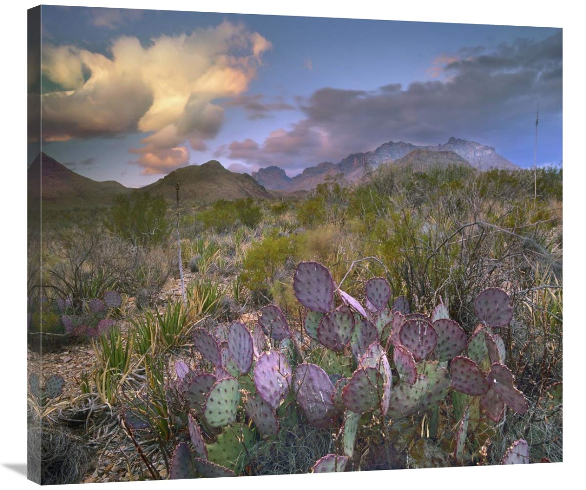 36 Inch Opuntia Cactus Art Print - Chisos Mountains Big Bend National Park Texas Landscape Photography by Tim Fitzharris - Perfect for Desert Home Decor & Southwestern Style Interior Design