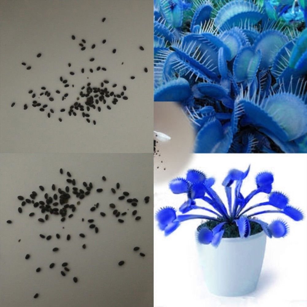 100Pcs Giant Venus Flytrap Seeds (Dionaea Muscipula) - Blue Variant for Carnivorous Plant Garden | Indoor/Outdoor Insect Control & Unique Home Decor