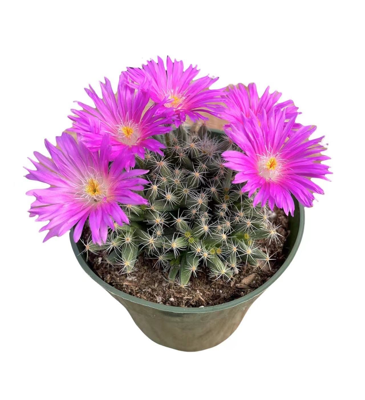 Live Succulent Cactus Plants - Trichodiadema Densum in 4 Inch Pot | Drought-Tolerant Indoor & Outdoor Decor | Perfect for Home, Office, and Garden Arrangements