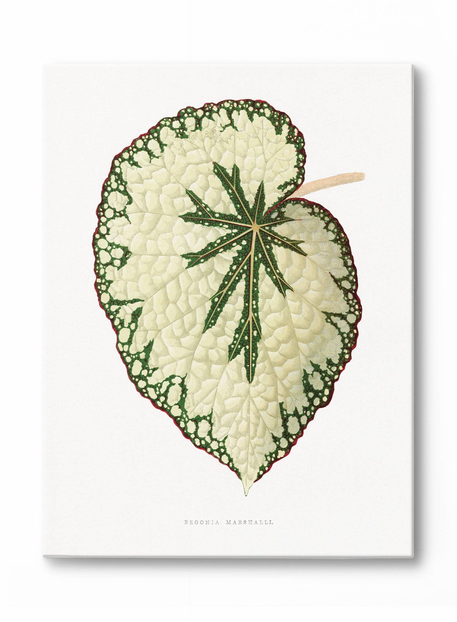 Beefsteak Begonia Plant - Live Indoor Houseplant for Home & Office Decor - Perfect for Windowsills, Shelves, and Tabletop Displays