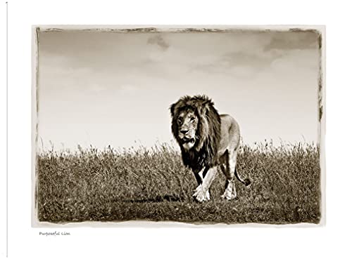 Purposful Lion