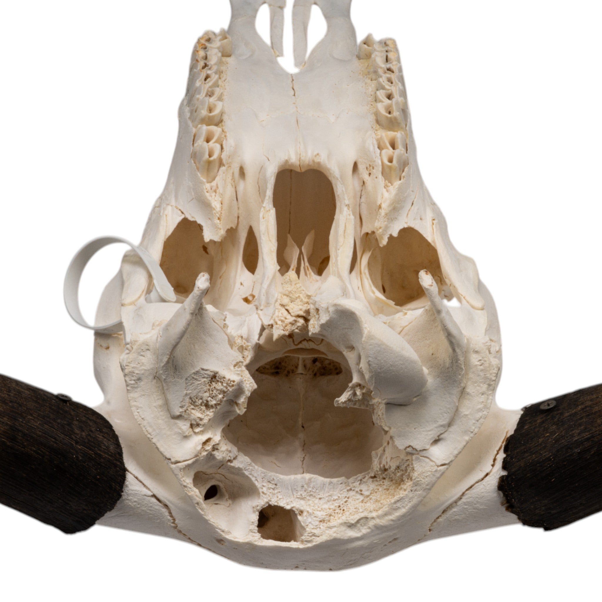 Authentic Domestic Yak Skull - Natural Bone Decor for Home & Office - Perfect for Gothic Decor, Taxidermy, and Unique Wall Art Displays