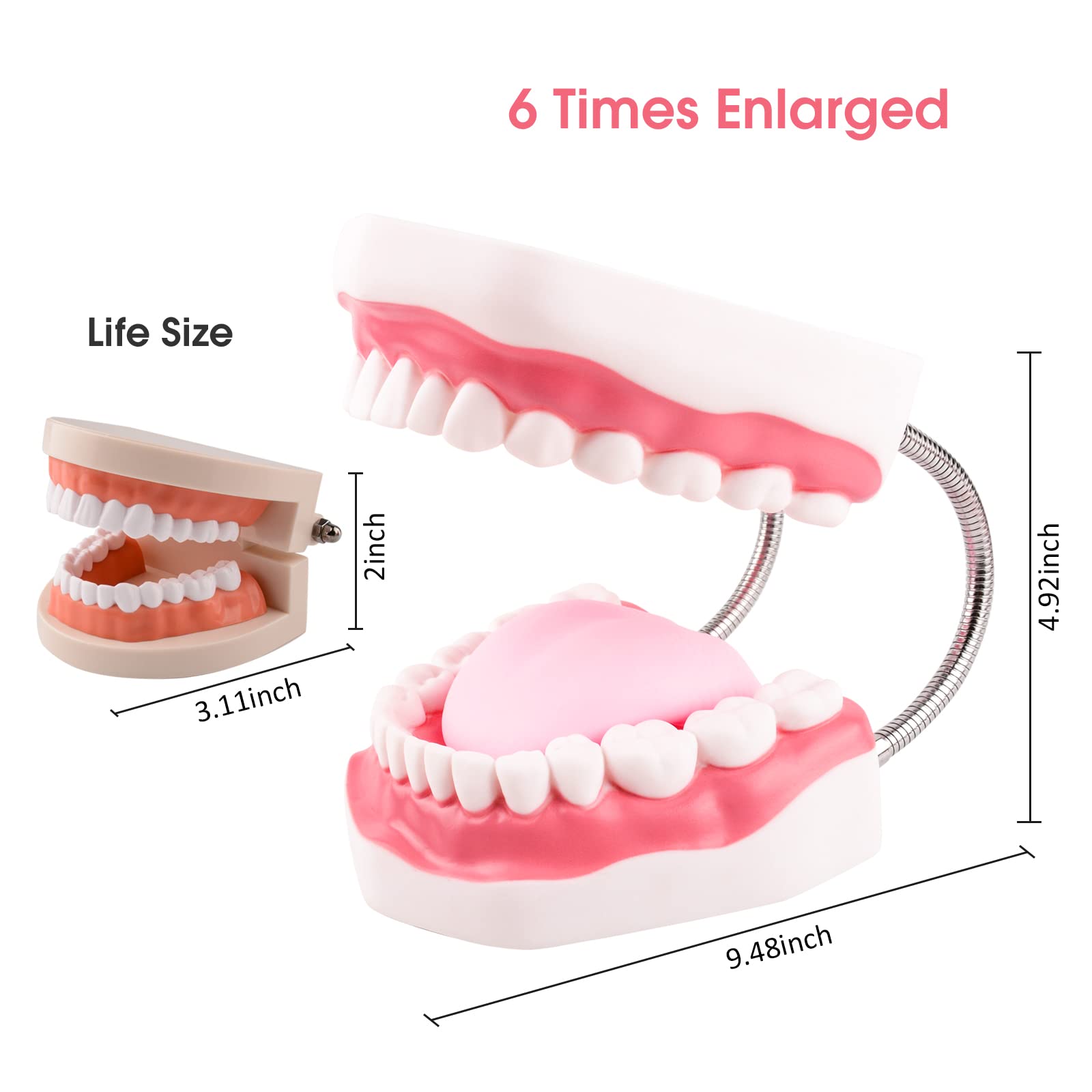 **6X Enlarged Dental Teeth Model with Metal Hinge for Speech Therapy & Brushing Training – Perfect for Kids & Children, Includes Toothbrush – Ideal for Dentists, Classrooms & Home Learning**