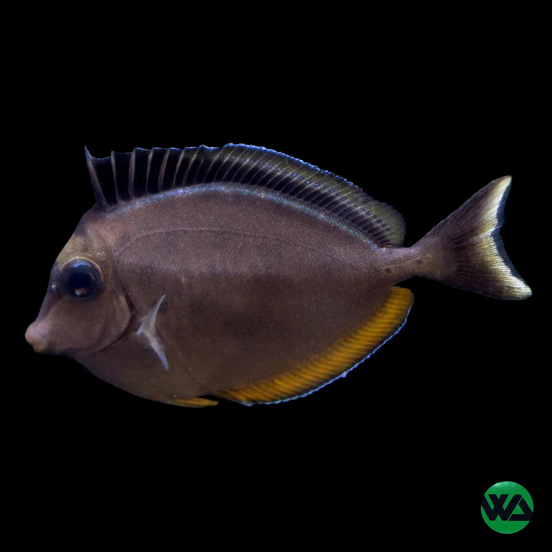 Naso Tang Fish (Naso Lituratus) - Saltwater Aquarium Fish for Reef Tanks & Marine Aquariums | Perfect for Coral Compatibility & Community Tanks