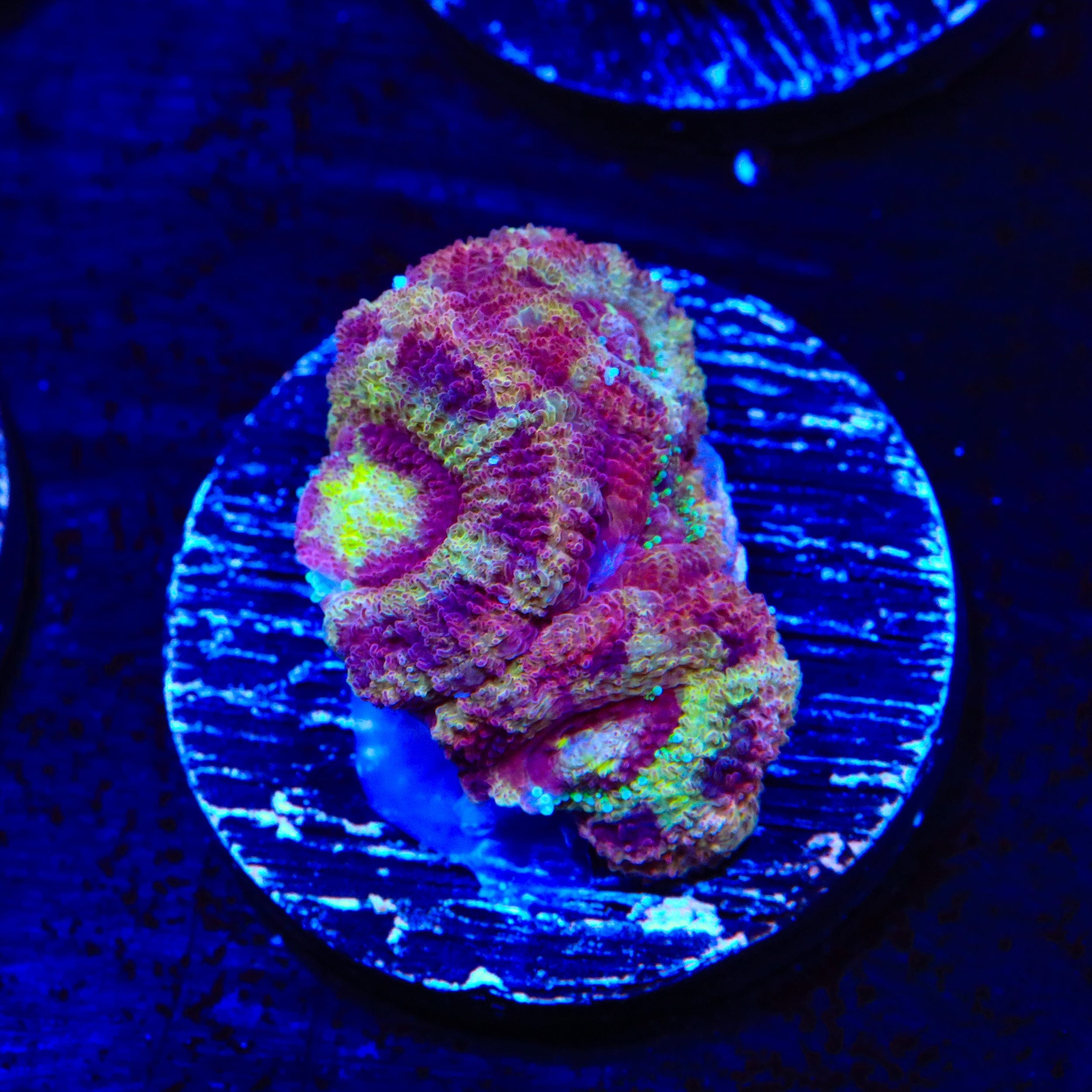 Premium Deep Water Acan Coral for Saltwater Aquariums - Vibrant Live Coral for Reef Tanks & Marine Displays