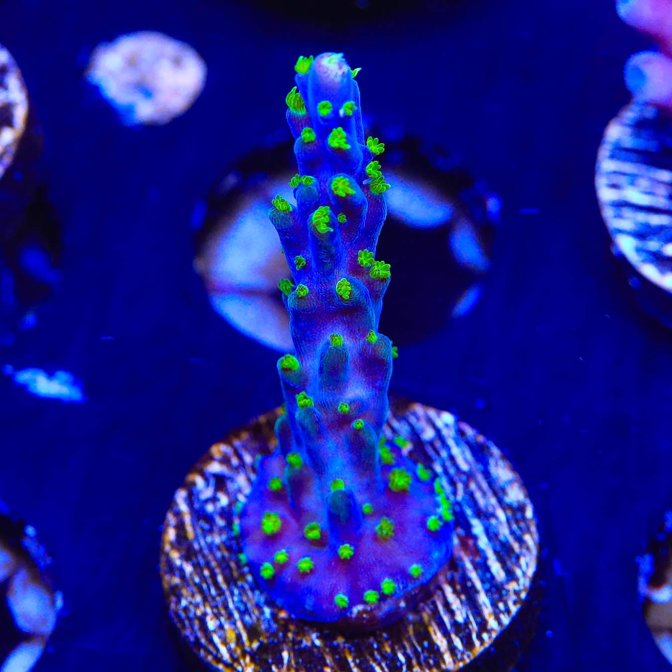 Premium Garf Bonsai Acropora Coral for Saltwater Aquariums - Vibrant Live Coral for Reef Tanks & Marine Aquascaping