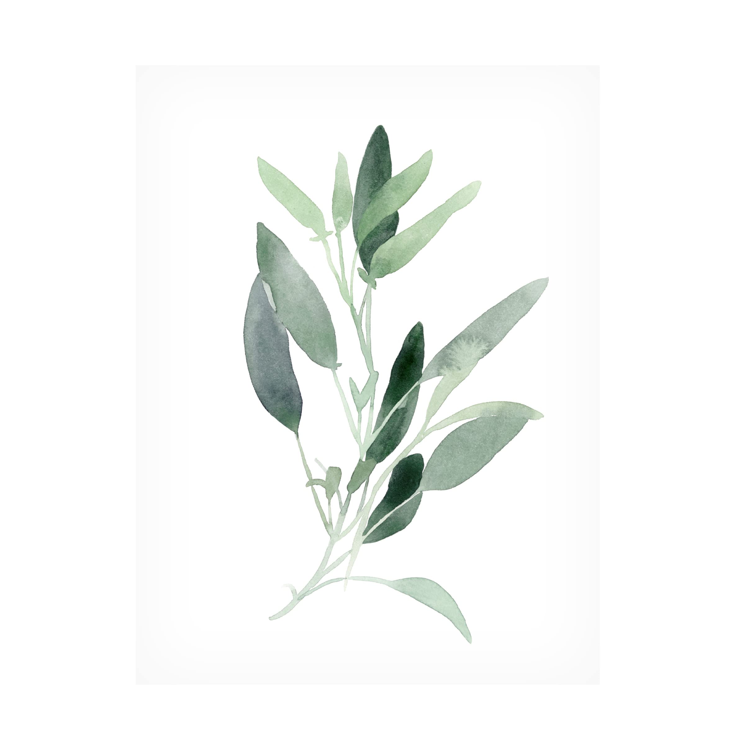 Emma Scarvey 'Simple Sage III' Canvas Wall Art Print - Modern Botanical Decor for Living Room, Bedroom & Office