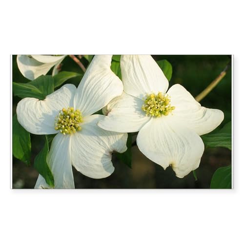 Clear - Dogwood Flowers Rectangle Sticker