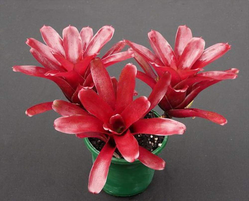 Neoregelia Fireball Vase Plant - 4 Inch Bromeliad Houseplant for Home Decor, Office Desk & Indoor Gardening - Low Maintenance Air Purifying Plant