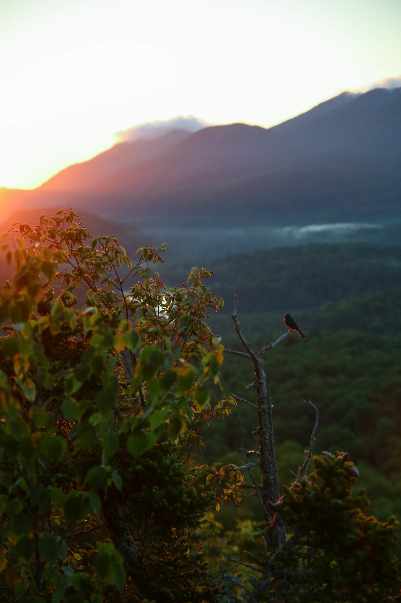 Birdsong at Sunrise - Relaxing Nature Sounds for Meditation, Yoga & Sleep | Calming Ambient Music for Stress Relief & Mindfulness
