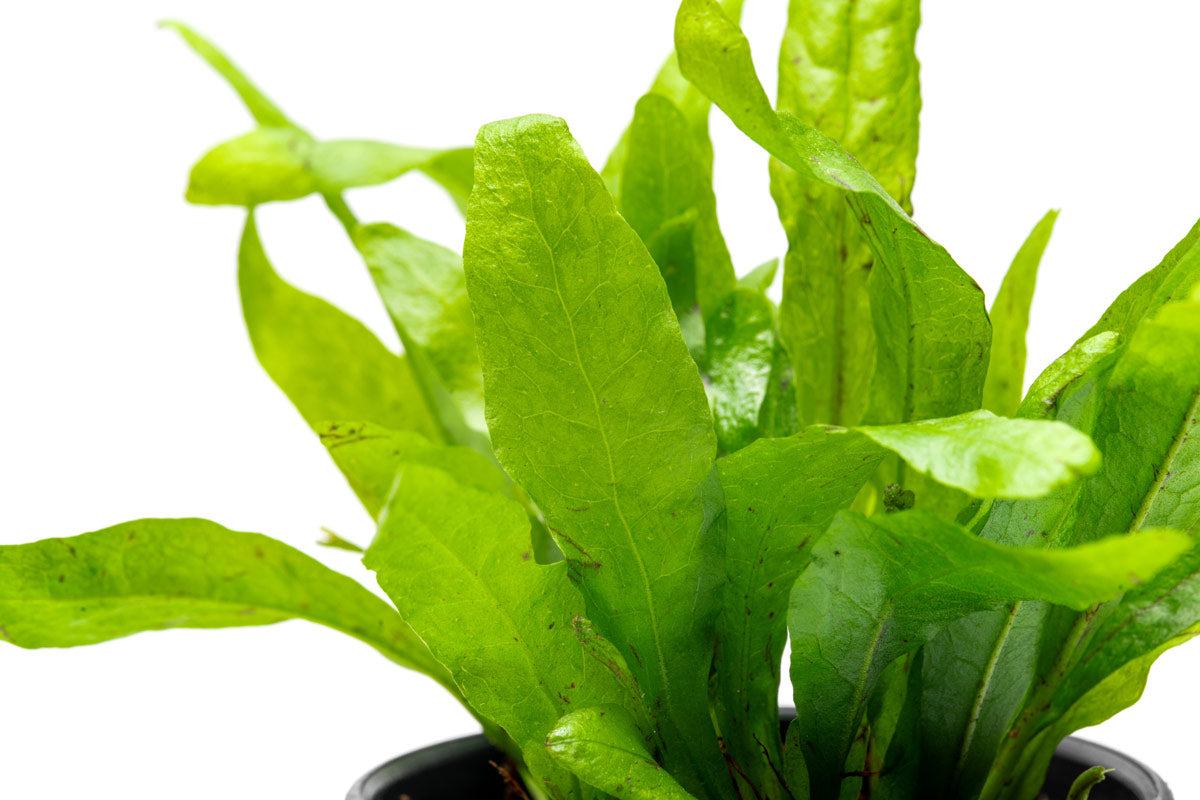 Microsorum Pteropus Narrow Leaf Mini - Live Aquatic Plant for Freshwater Aquariums | Perfect for Nano Tanks, Aquascaping & Low-Light Environments