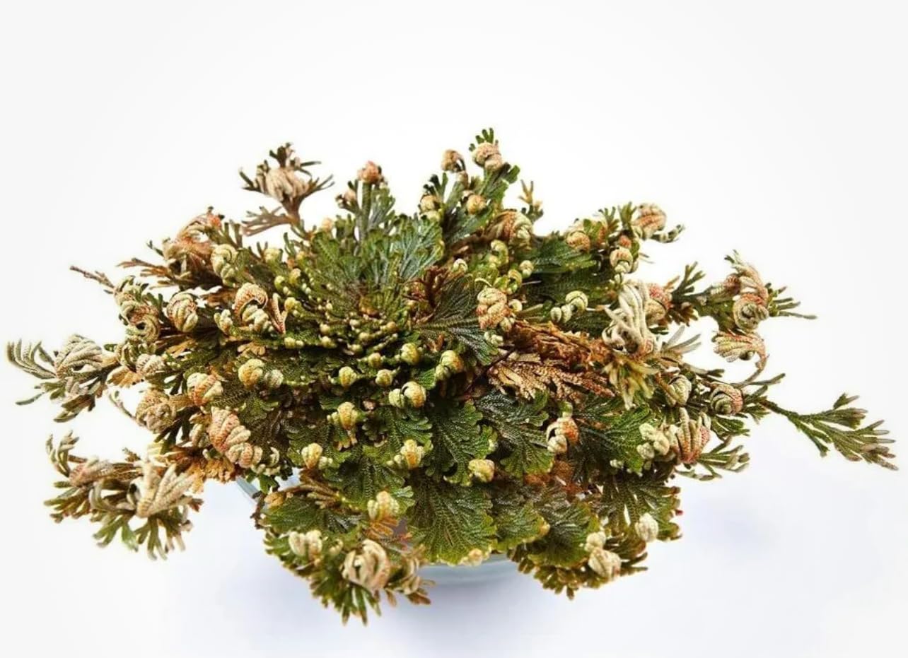 Rose of Jericho - Resurrection Plant (Selaginella Lepidophylla) - Pack of 1 Dried Miracle Flower - Perfect for Home Decor, Spiritual Rituals & Unique Gifts