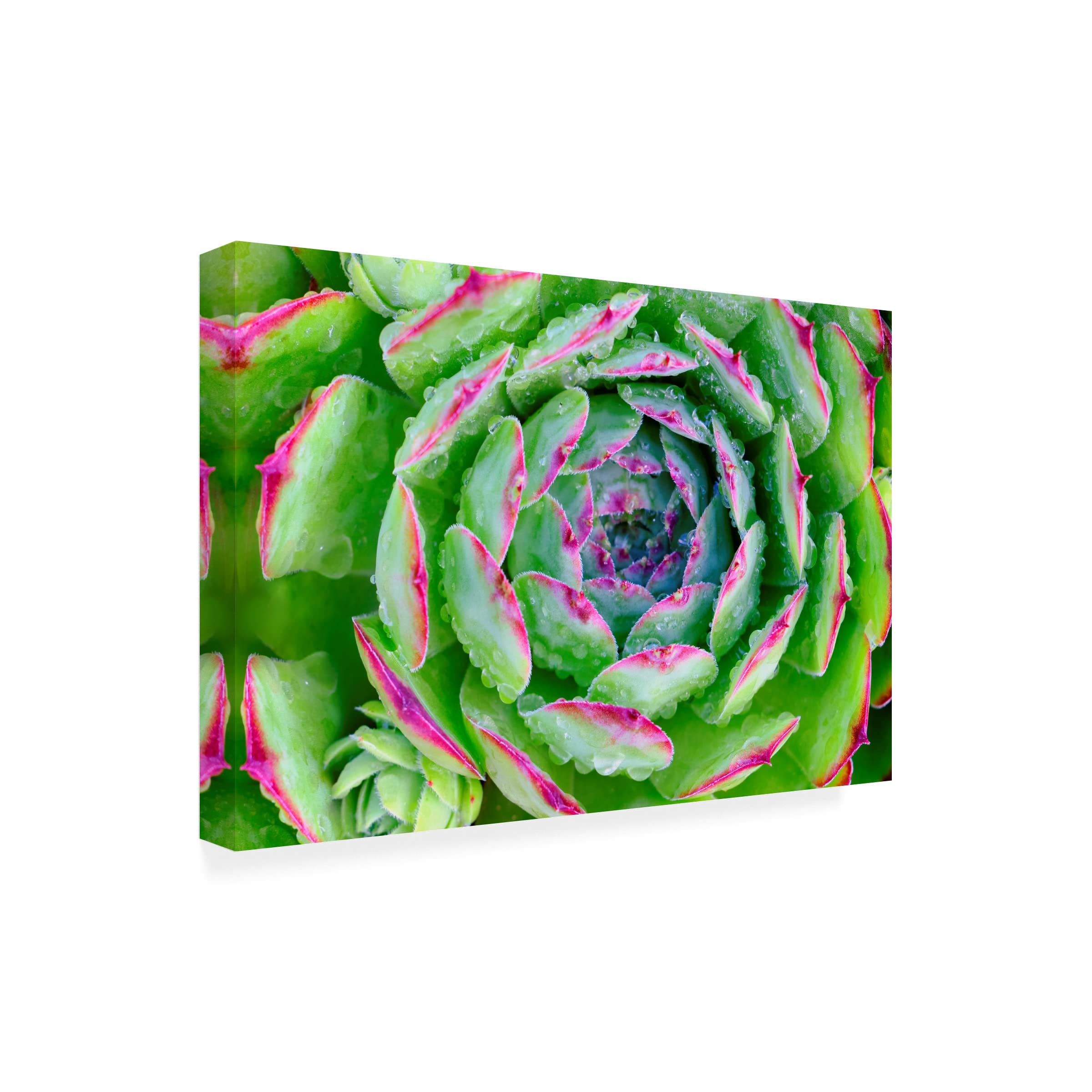 Sempervivum Close Up Canvas Wall Art by Cora Niele - Botanical Home Decor for Living Room, Bedroom & Office - Stretched Framed Ready to Hang Floral Print