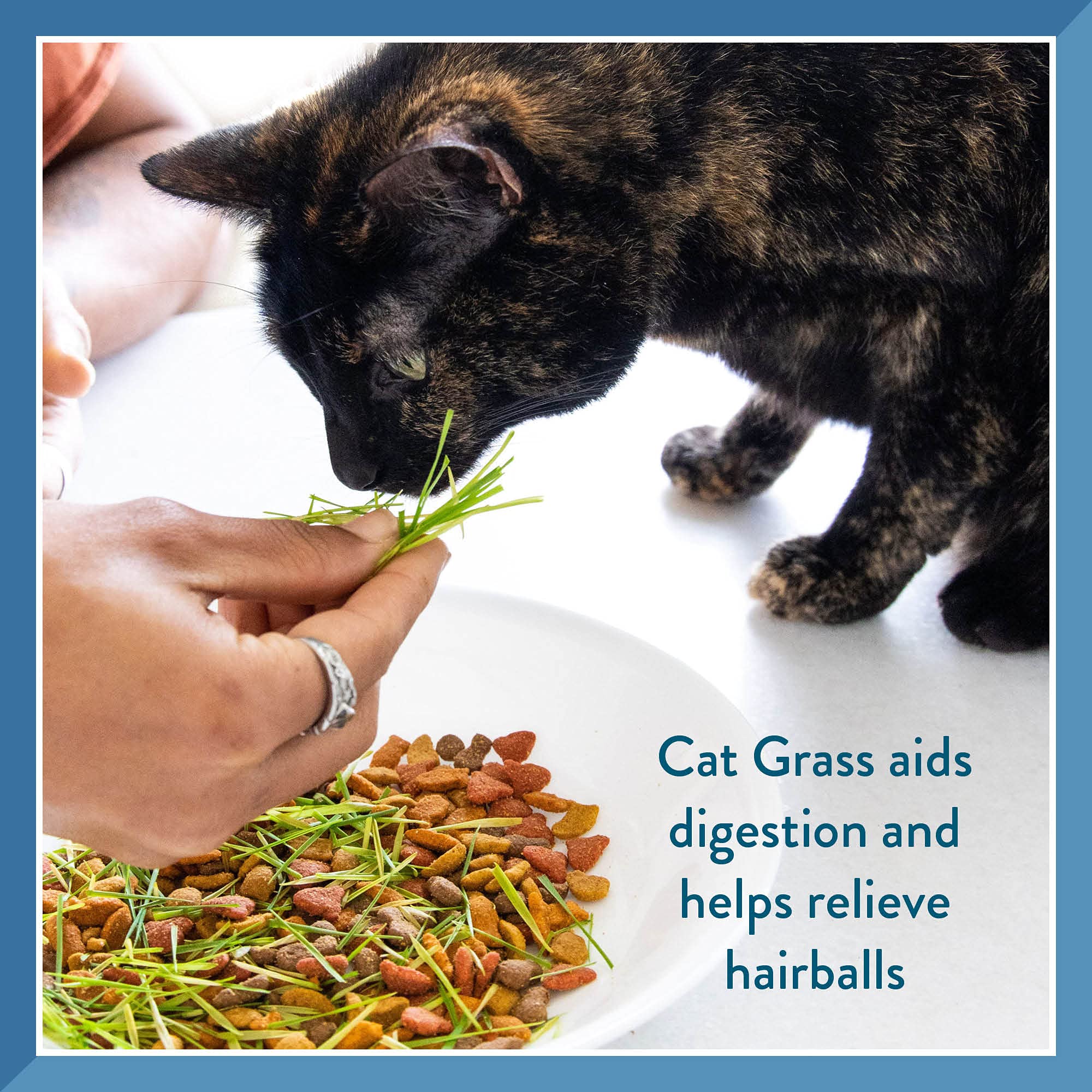 Organic Pet Greens Self-Grow Cat Grass Kit - Fresh Wheatgrass for Indoor Cats & Dogs - Healthy Digestive Aid & Natural Hairball Relief - Perfect for Window Sills, Pet Play Areas & Home Decor