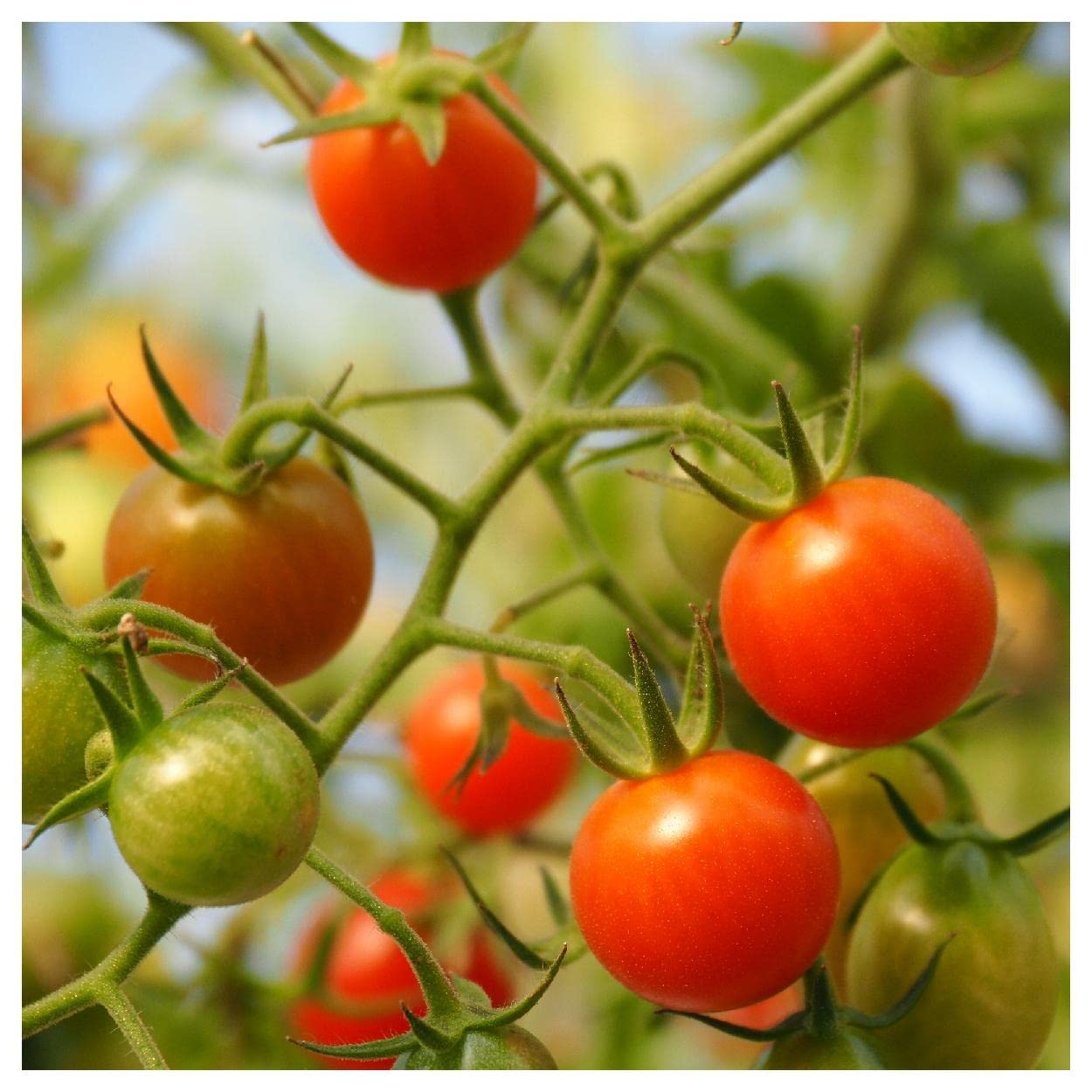 50 Sub Arctic Plenty Heirloom Tomato Seeds - Non-GMO, Open Pollinated - Perfect for Home Gardening, Greenhouses & Survival Seed Vaults - Gold Vault Jumbo Seed Packet by Everwilde Farms