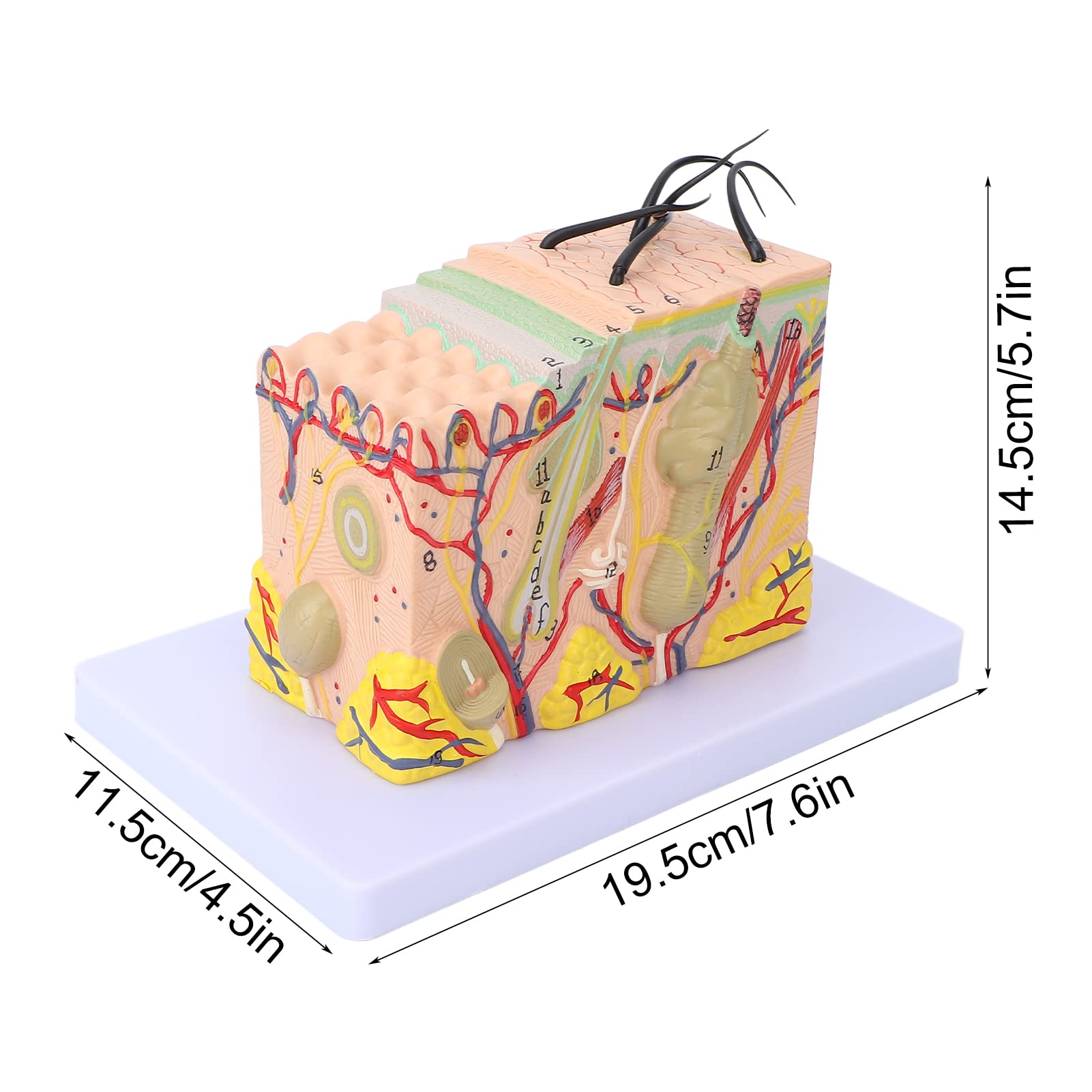 Magnified Skin Tissue Model - PVC Anatomical Skin Model for Dermatology Study, Cosmetology Training & School Education | Perfect for Medical Students, Skin Care Professionals & Classroom Demonstrations
