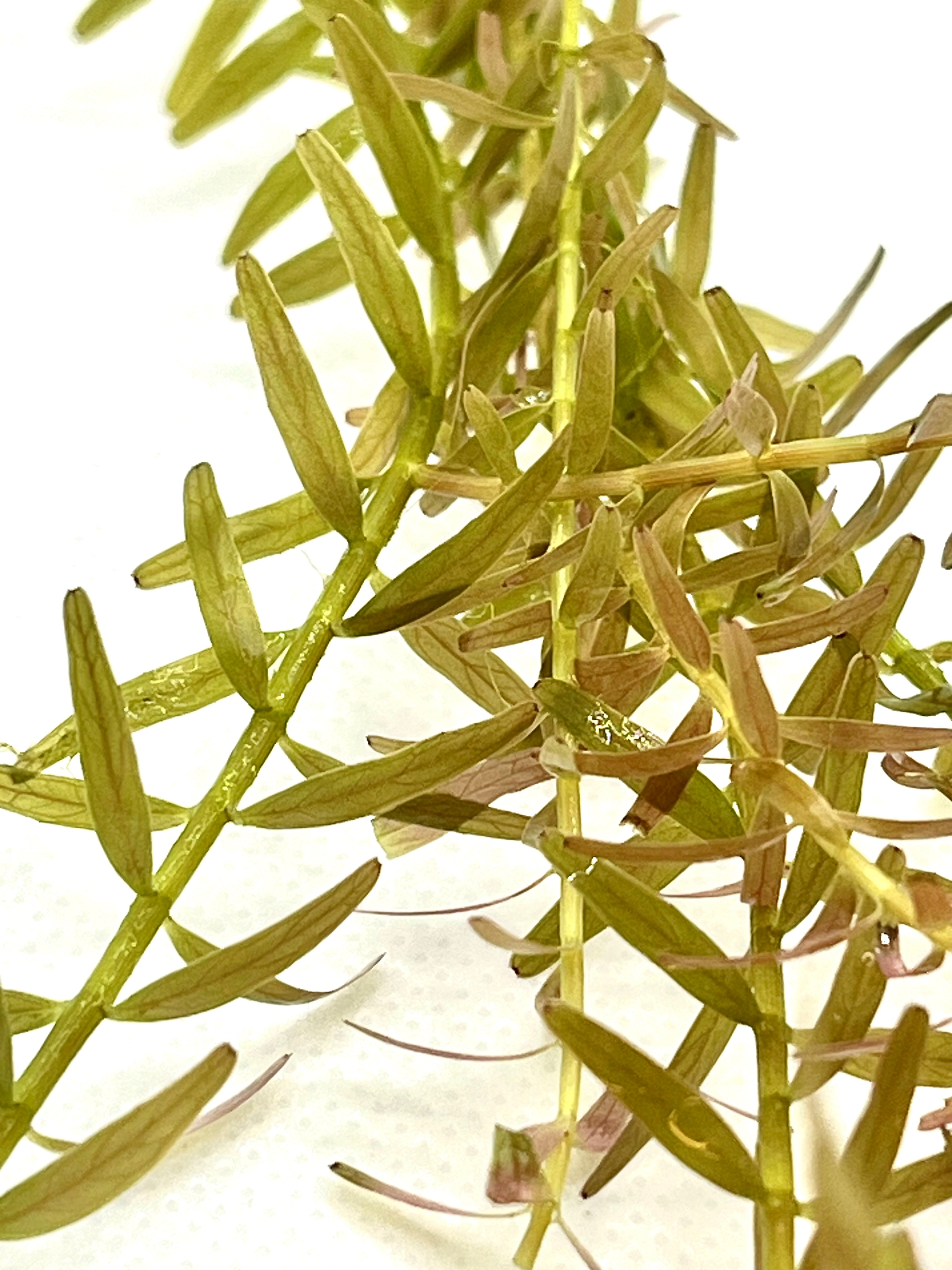 10 Live Rotala Stems Bundle - Vibrant Aquatic Plants for Freshwater Aquariums | Perfect for Fish Tanks, Aquascaping & Planted Aquariums