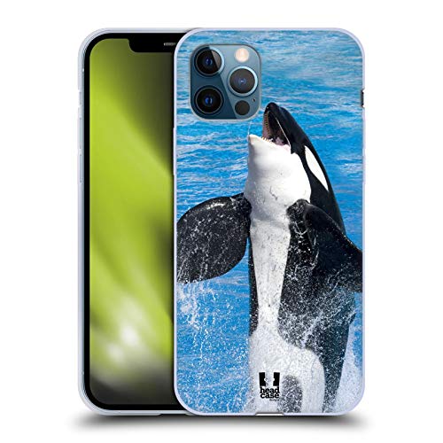 Jumping Killer Whale