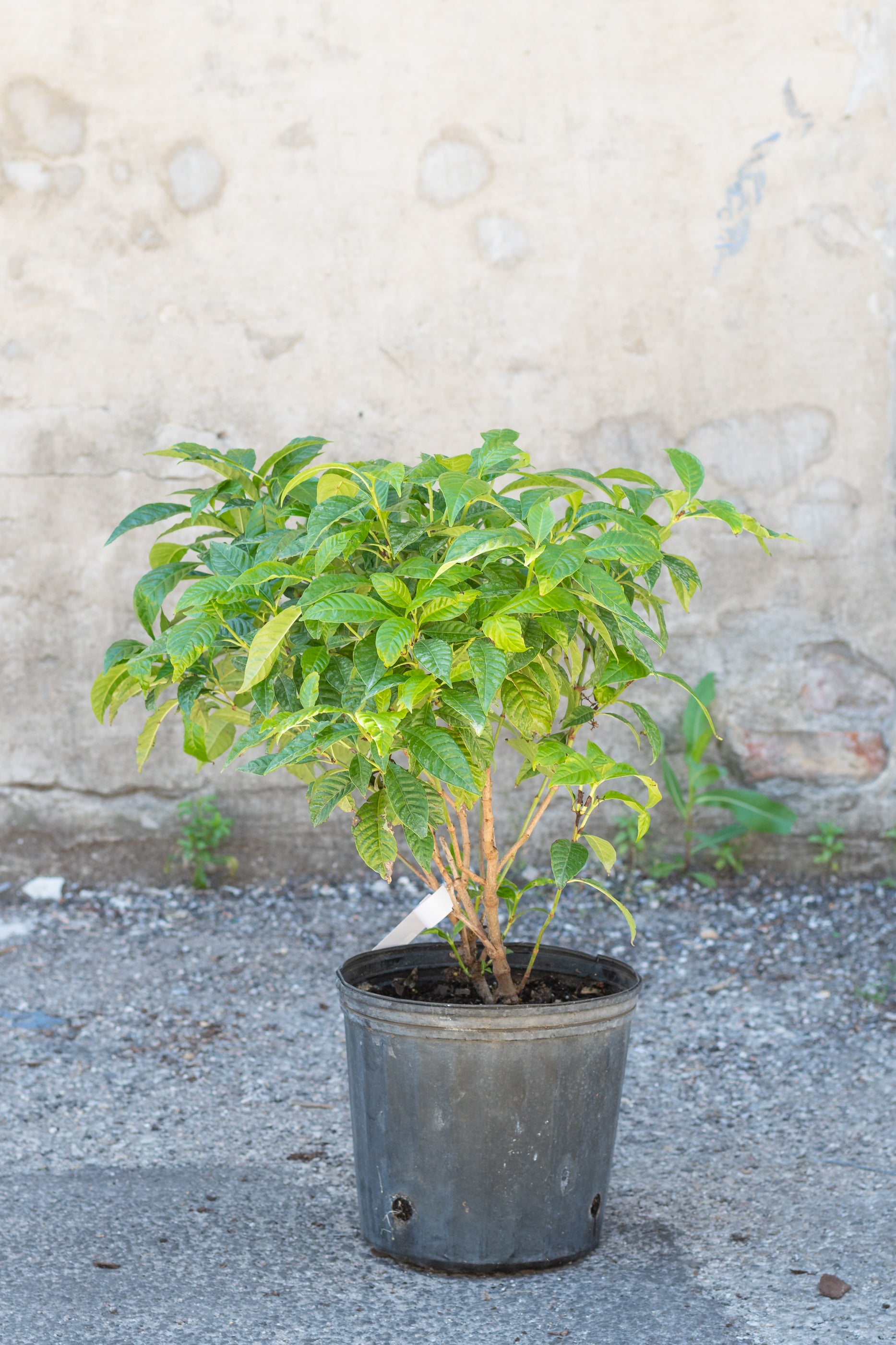 Premium Coffea Arabica Coffee Tree - 10 Live Plants for Home Garden, Indoor & Outdoor Planting - Perfect for Fresh Coffee Lovers & DIY Home Baristas