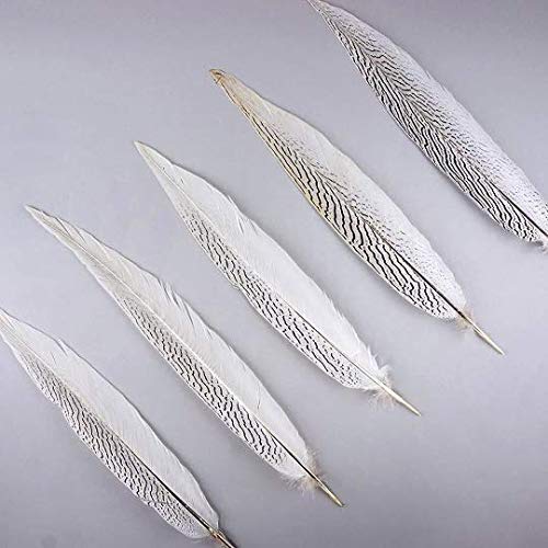 Natural Silver Pheasant Feathers 10